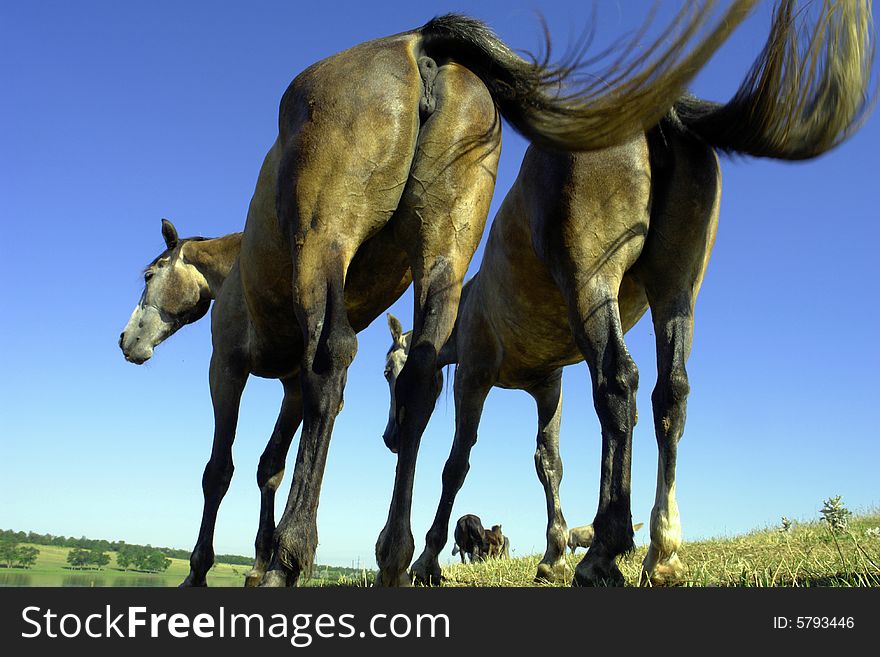 Horses on a pasture in summer