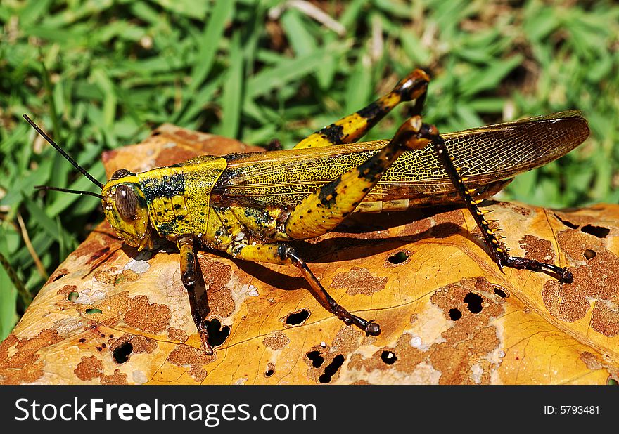 Colorful grasshopper are herbivorous insect belong to the family of caelifera; the species that change color are caled locustus.