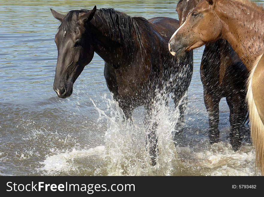 Horses on a pasture in summer