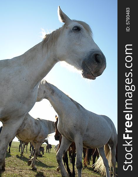 Horses on a pasture in  summer