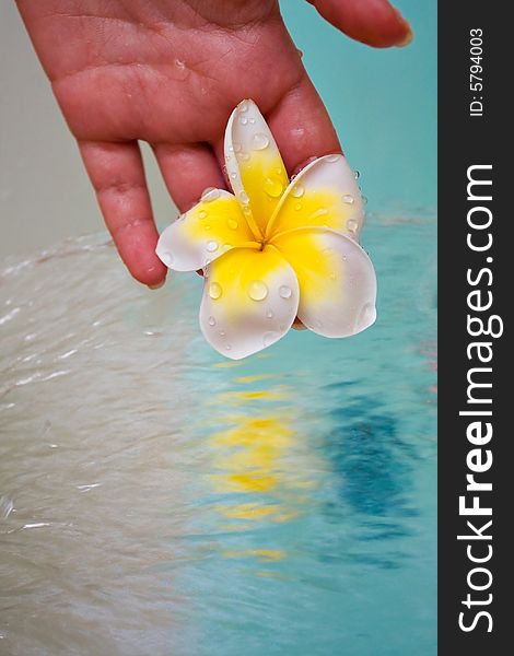 Exotic plumeria flower held above water. Exotic plumeria flower held above water