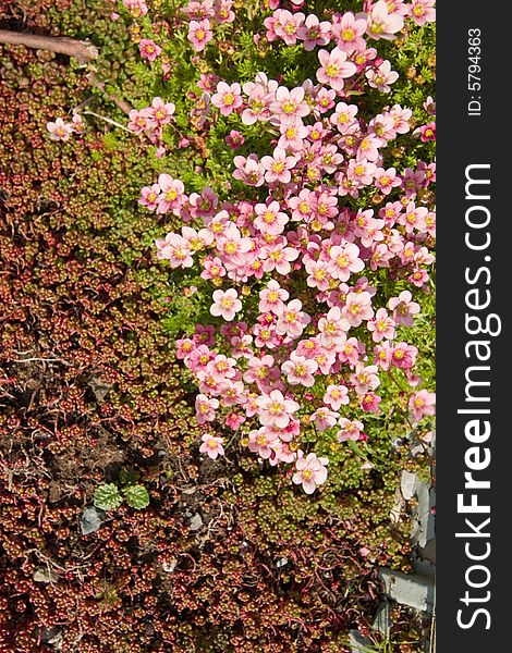 Pink flower, wood and green leaves