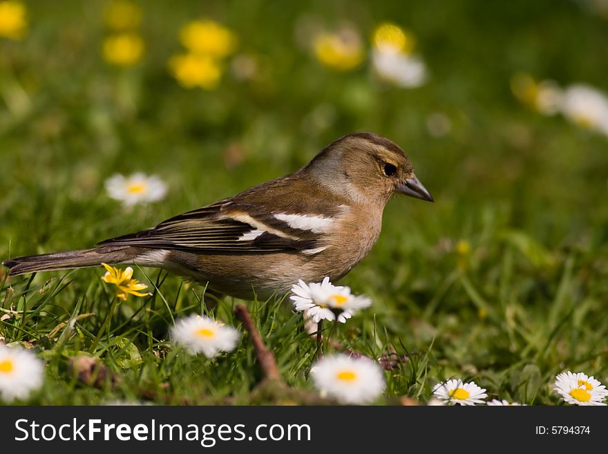 Female Chaffinch