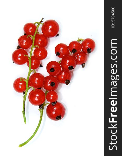 Two Branches With Red Currants