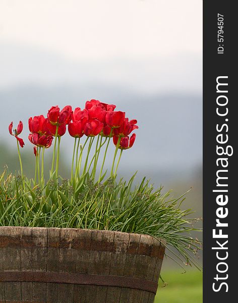 Red tulips in wooden pot