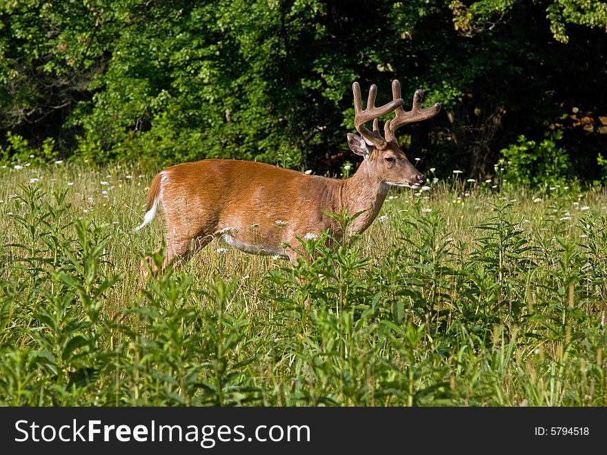 A shot of a big buck crossing a field.