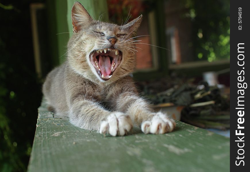 Cat with broken fang lying on window-sill and yawning. Cat with broken fang lying on window-sill and yawning.