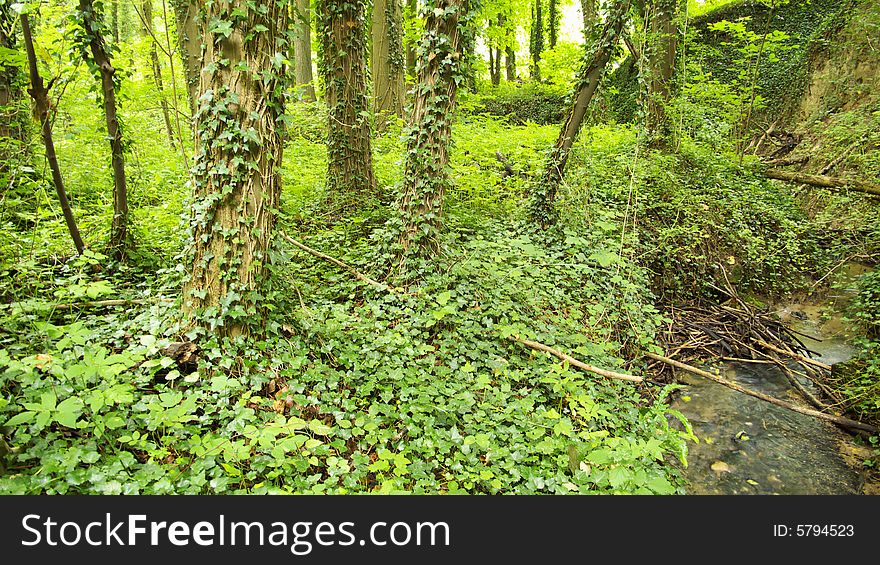 Wild Forest covered by Ivy. Wild Forest covered by Ivy