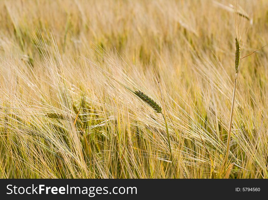 Ears Of Wheat In Field