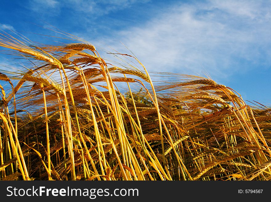 Wheat stems against sky