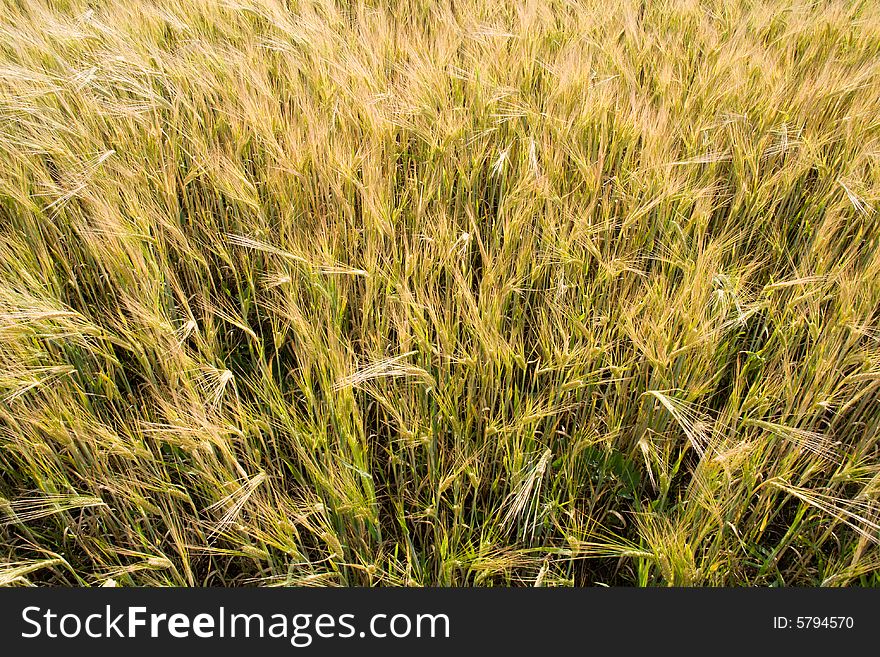 Wheat plants close-up view