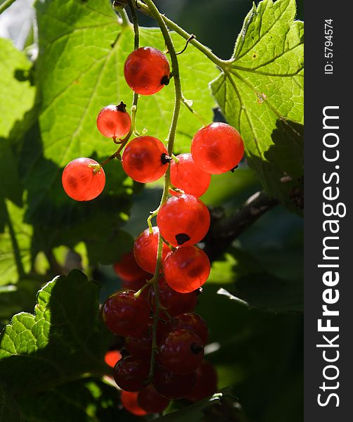 Red currants in the middle of a bush (vertical view)