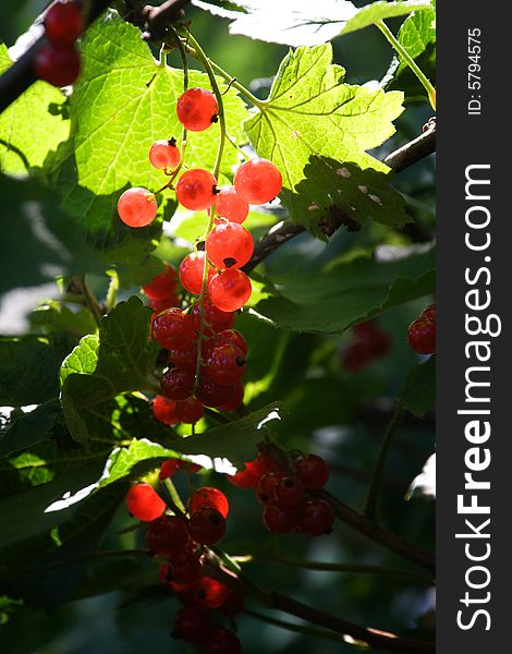 Sunny red currants in the middle of a bush (vertical view)