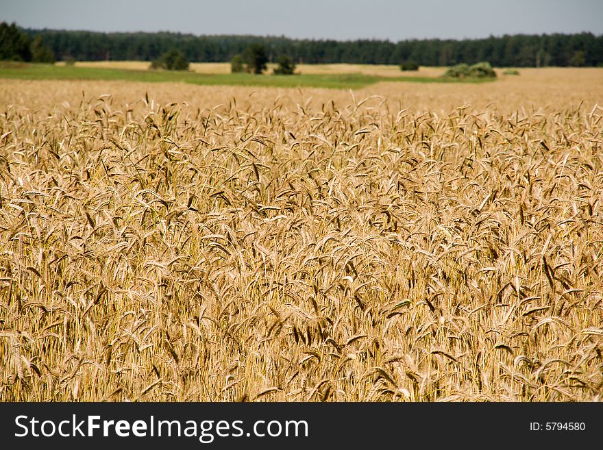 Rural landscape with wheat field foregroun