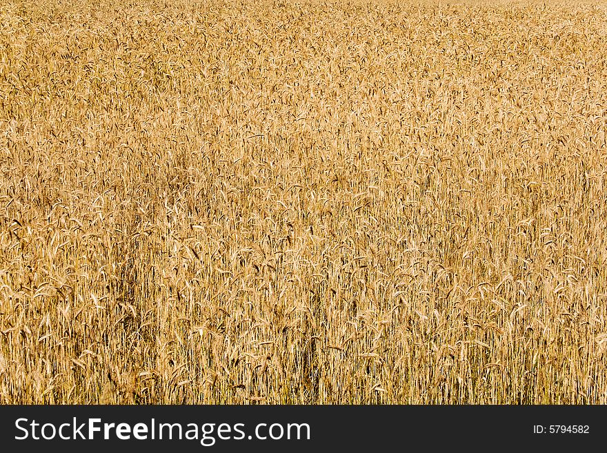 Wheat field background (rural landscape, horizontal view)