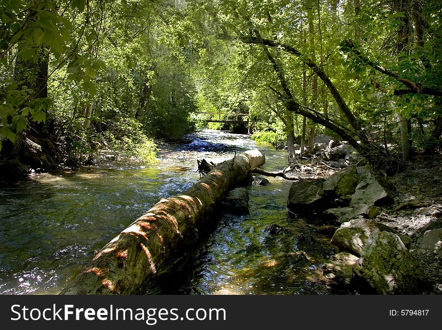 Mountain stream with trees and cool water