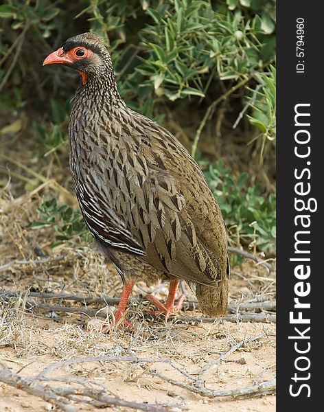 Red Winged Francolin