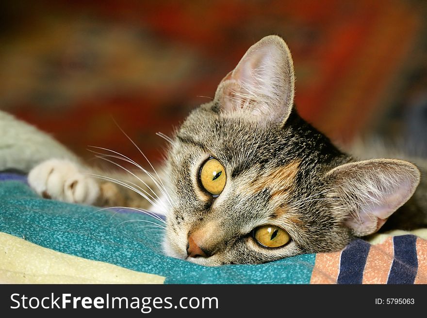 A closeup photo of a cat with golden eye. A closeup photo of a cat with golden eye