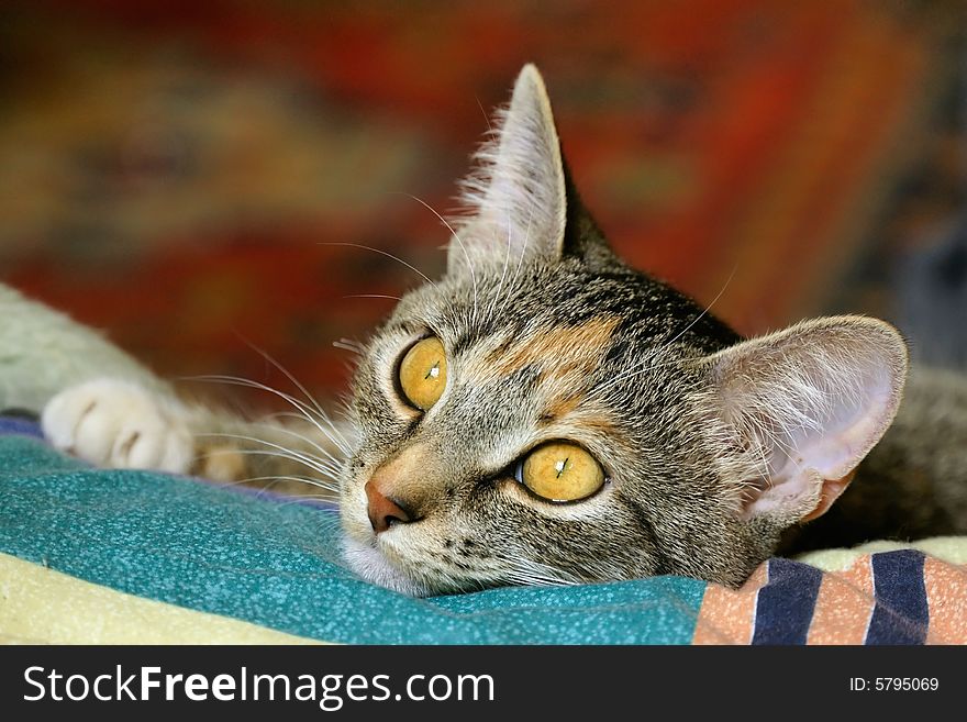 A closeup photo of a cat with golden eye. A closeup photo of a cat with golden eye