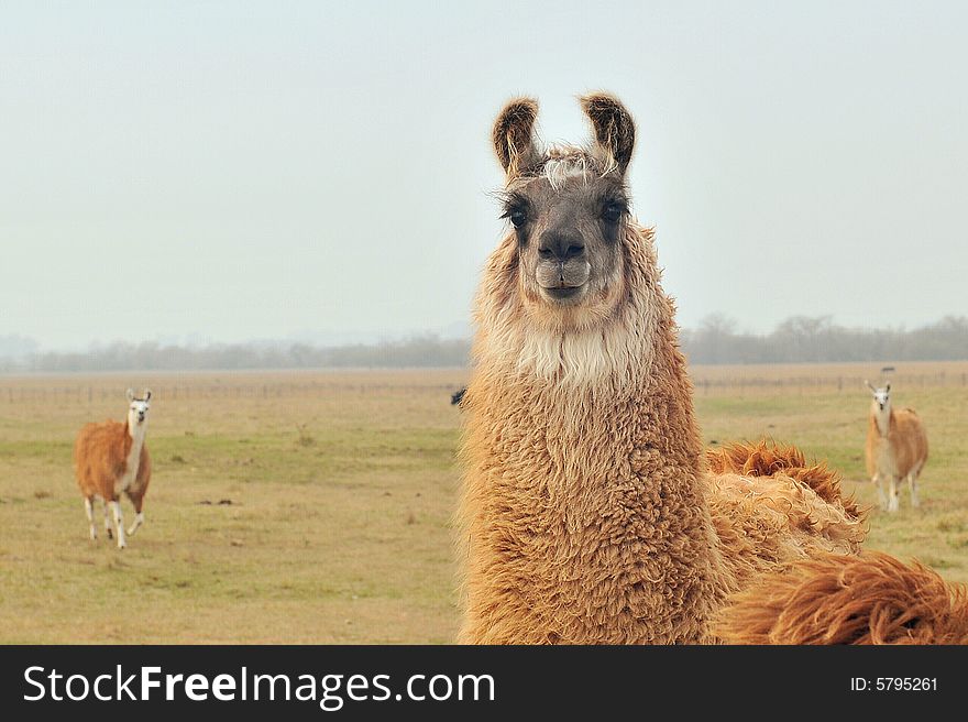 Three lamas in a country picture. Three lamas in a country picture