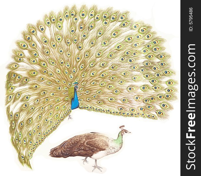 An Indian Blue Peacock (rear) courts a peahen (front). An Indian Blue Peacock (rear) courts a peahen (front)