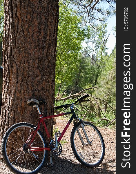 Bike leaning on tree