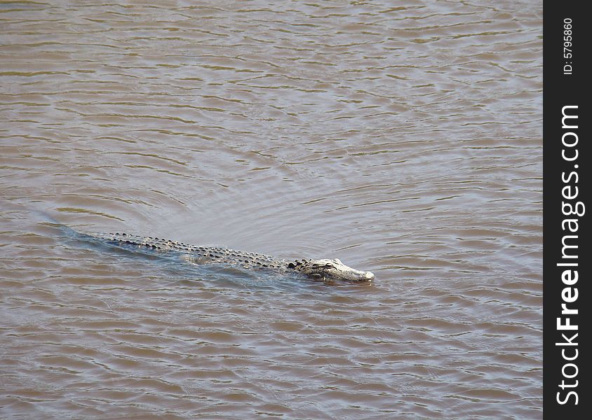 Alligator crawling in a shallow river. Alligator crawling in a shallow river