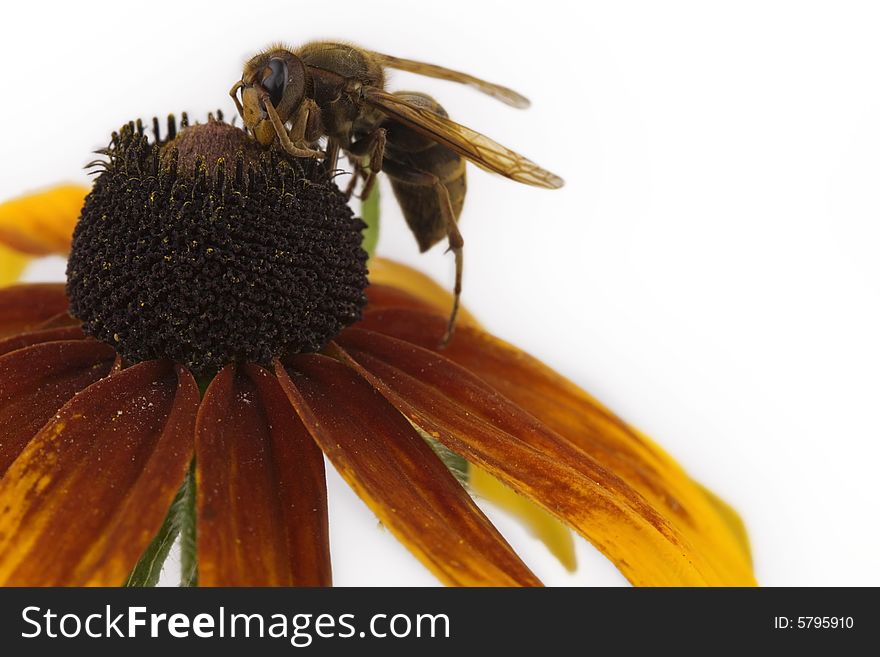 Bee sitting on a flower; white background