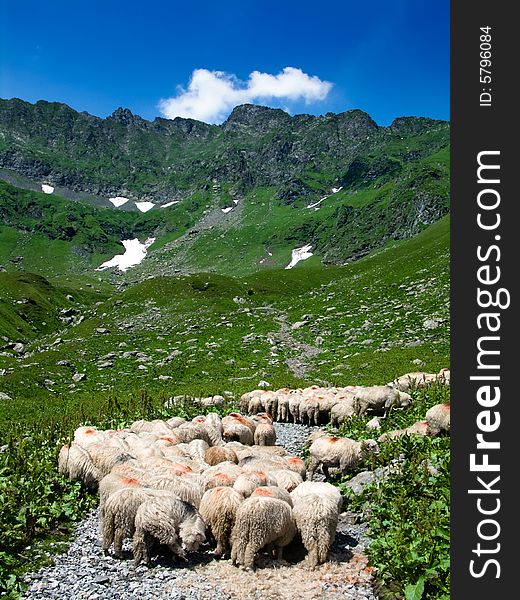 Sheeps On Road In Mountain