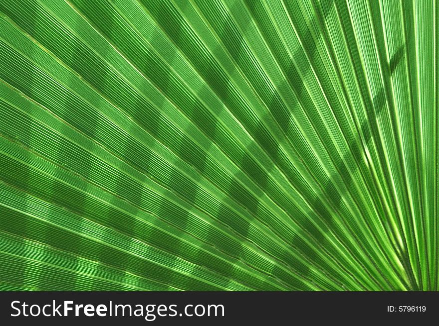 close up of an palm tree leaf. close up of an palm tree leaf