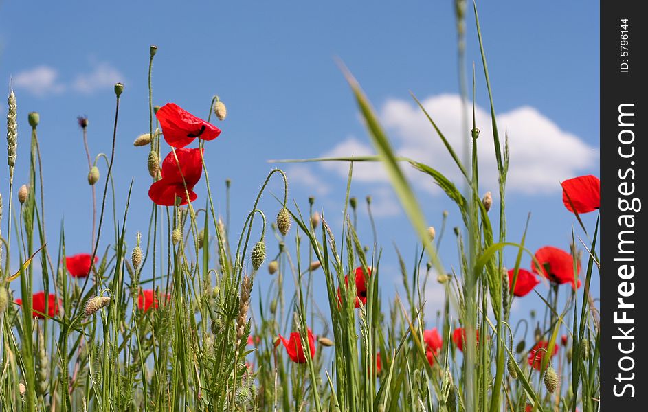 Red poppies on the sky