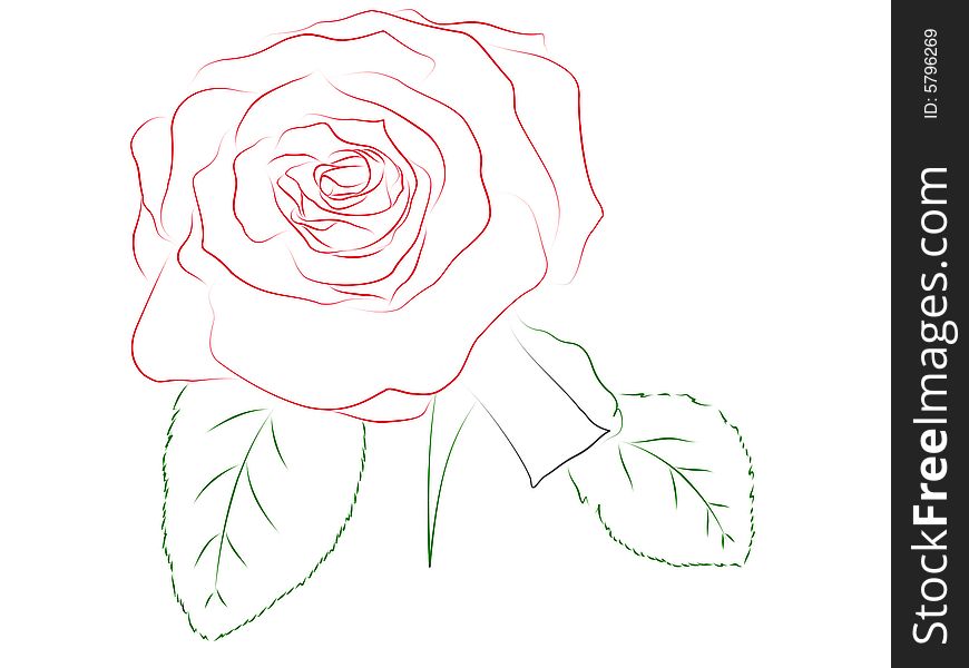 Illustration of beautiful rose contour