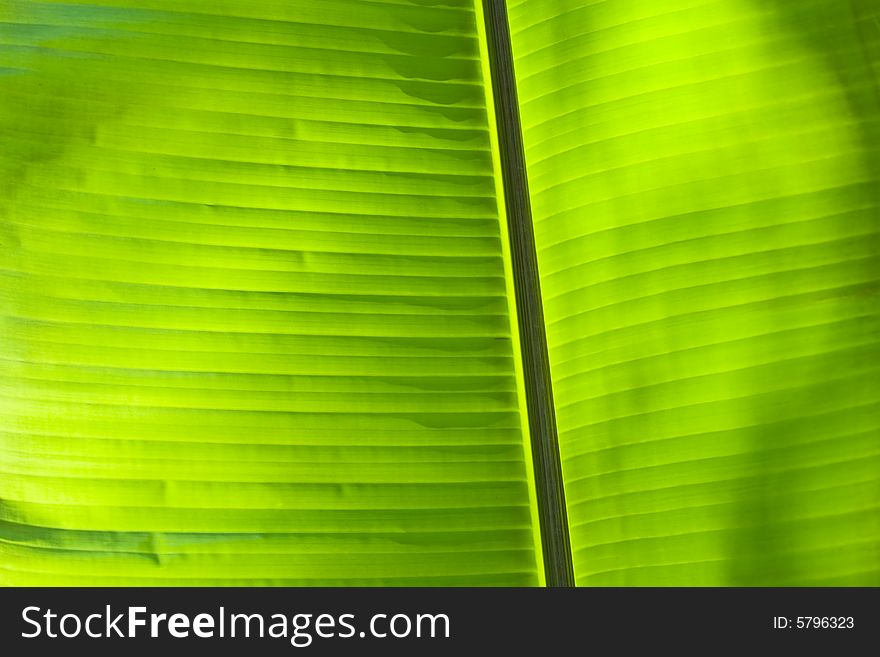 The abstract banana leaf green background. The abstract banana leaf green background