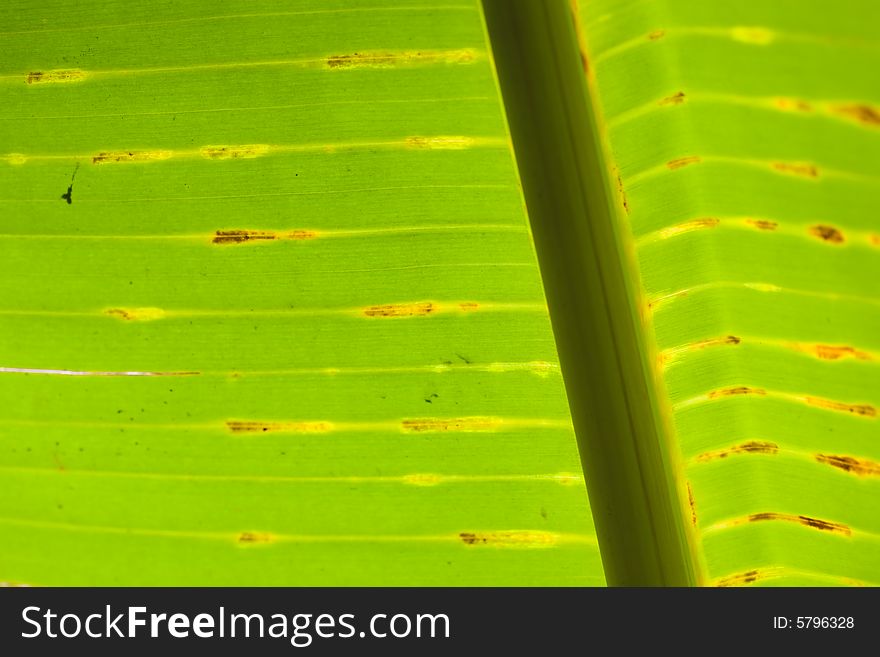 The abstract banana leaf green background. The abstract banana leaf green background