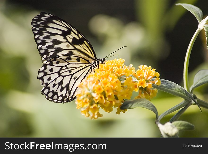 A butterfly eating nectar out of a flower