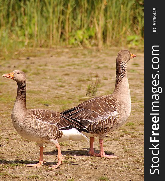 Alert Greylag geese at a small beach