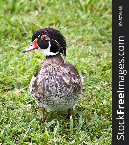 A colorful Wood Duck in the grass. A colorful Wood Duck in the grass.