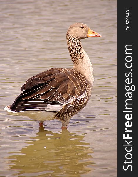 An alert Greylag goose in the water. An alert Greylag goose in the water