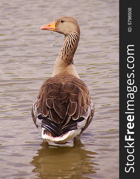 An alert Greylag goose in the water. An alert Greylag goose in the water