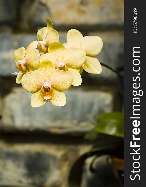 Some colorfull orchids growing in a green house