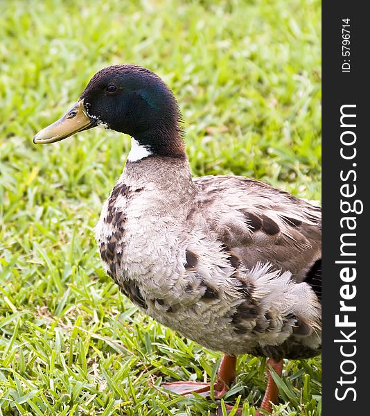 Duck in grass