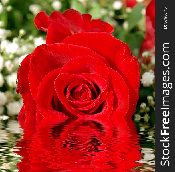 Red rose reflecting in water