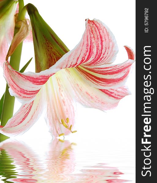 Pink lilly, on isolated white background