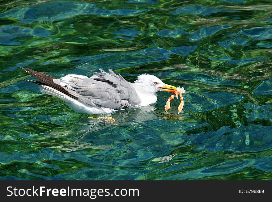 Seagull picking shrimp out of the ocean. Seagull picking shrimp out of the ocean