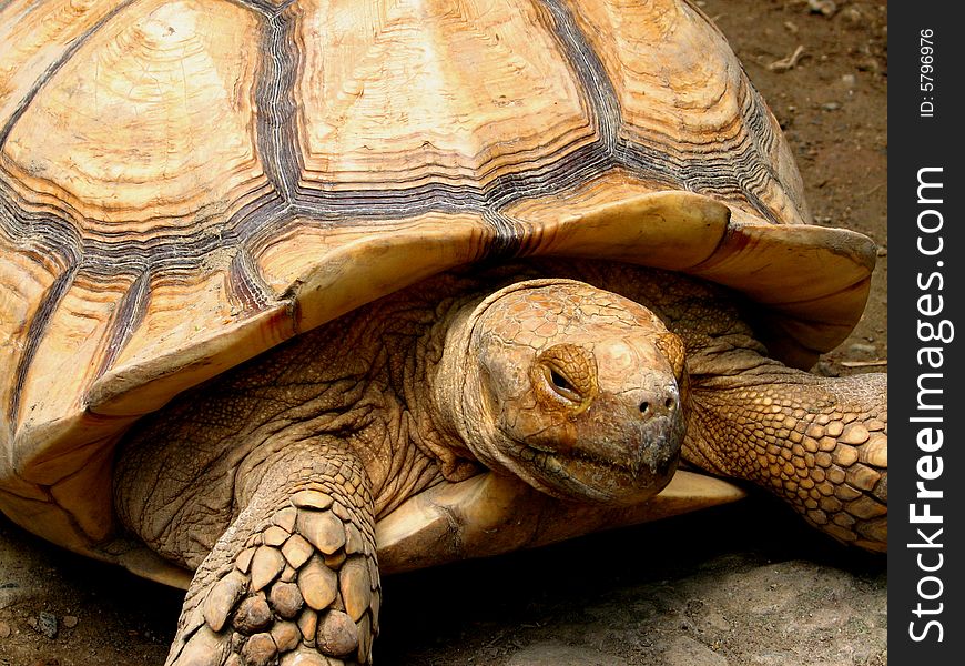 Big tortoise at Manila Zoo.