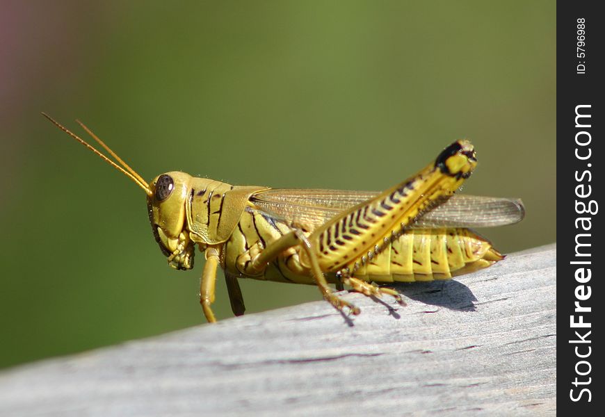 A grasshopper sitting on a fence rail