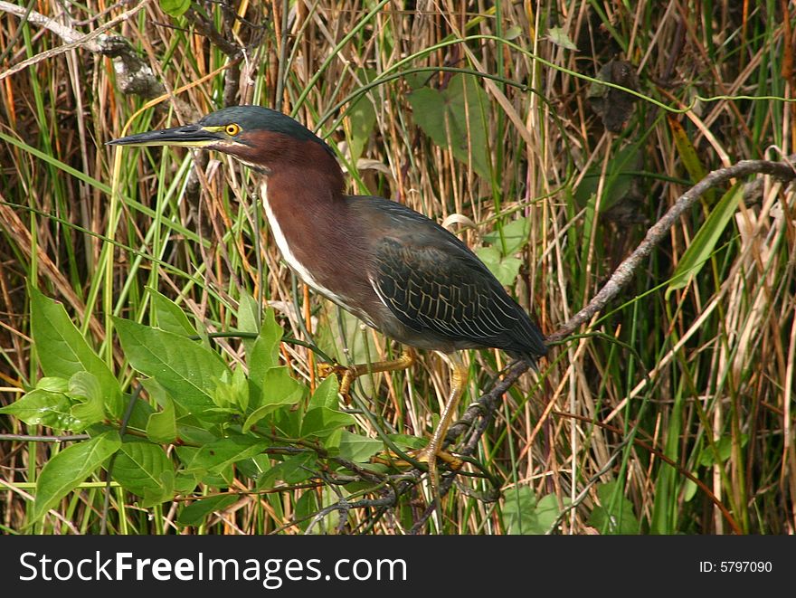 A green heron searching for food