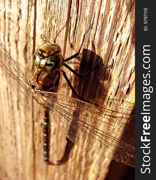 Dragonfly  in close-up on a piece of wood