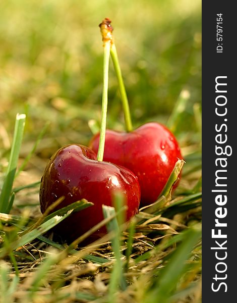 Two red Fresh Cherry on grass. Two red Fresh Cherry on grass