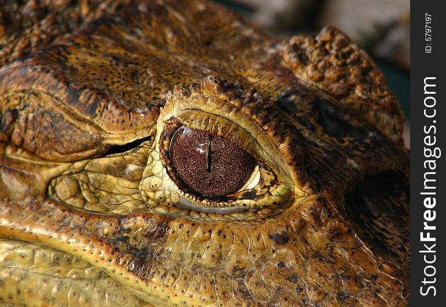 Eye of a crocodile at Manila Zoo. Eye of a crocodile at Manila Zoo.